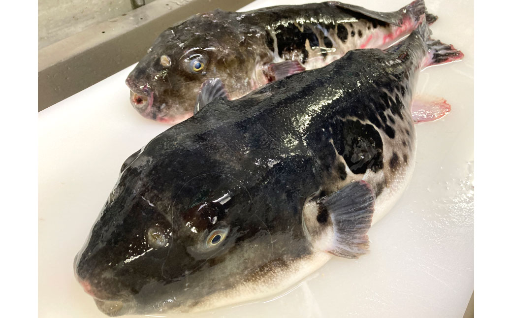 老舗活魚割烹｢三幸｣ 活とらふぐのアラ 約500g 【3～5人前】