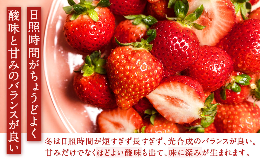 福岡県産特産品 うまもぐ厳選果物 福岡県産 博多あまおう DX上級品 約1kg（約250g×4パック入り）【2026年2月上旬-3月上旬発送】あまおう いちご 苺 イチゴ 果物 フルーツ