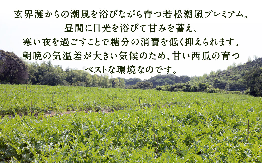 福岡県 北九州市 若松産 【優等品】 潮風プレミアム 西瓜 約7kg（1玉入り）【2026年7月下旬から8月上旬発送予定】すいか スイカ フルーツ 果物 くだもの