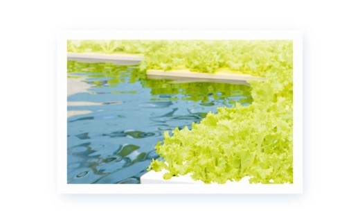 【定期1ヶ月毎3回】水耕栽培 リーフレタス「うるおい野菜」6個セット