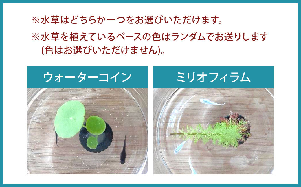 めだかボトルリウム-TUTU- 【水草(ウォーターコイン)】
