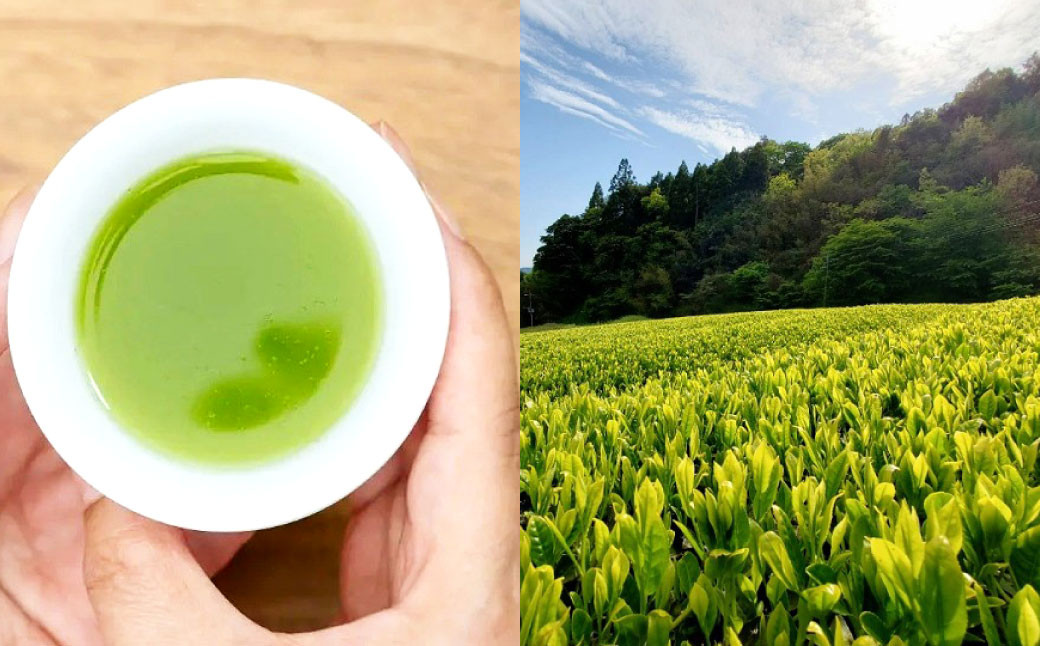 八女市産 星野園 特選煎茶 とくめゴールド (100g×1)・ とくめ (100g×1) 合計200g 2種類 飲み比べ 八女茶 お茶 緑茶 煎茶 日本茶 国産茶葉 お茶の星野園