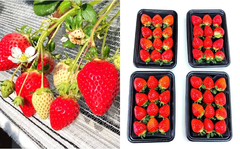 【栽培期間中農薬不使用】天姫（あまひめ）イチゴ 200g×4パック 合計800g【2026年2月上旬～3月下旬発送予定】いちご 苺 フルーツ 果物 くだもの 福岡県 北九州市