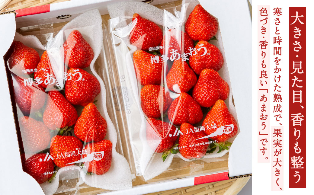 福岡県産特産品 うまもぐ厳選果物 福岡県産 博多あまおう DX上級品 約1.5kg（約250g×6パック入り）【2026年2月上旬-3月上旬発送】あまおう いちご 苺 イチゴ 果物 フルーツ