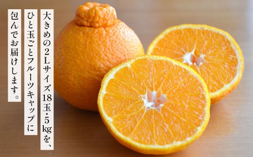 紫川デコ（不知火） 2Lサイズ 18玉入 計5kg程 フルーツキャップ付き