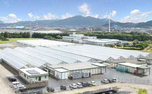 水耕栽培 リーフレタス「うるおい野菜」28個セット