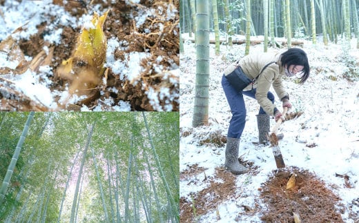 合馬たけのこ 水煮 詰合せ