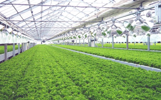 【定期1ヶ月毎3回】水耕栽培 リーフレタス「うるおい野菜」28個セット