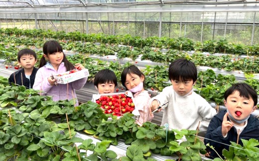 天姫 （あまひめ） イチゴ 【贈答用】（3L～4Lサイズ）12粒入り 1箱