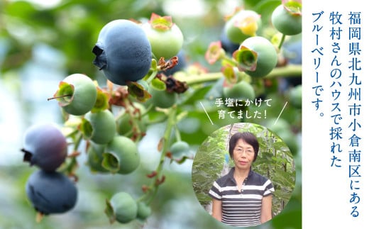 国産ブルーベリー 福岡県産 牧村農園