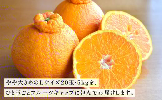 紫川デコ（不知火） Lサイズ 20玉入 計5kg程 フルーツキャップ付き