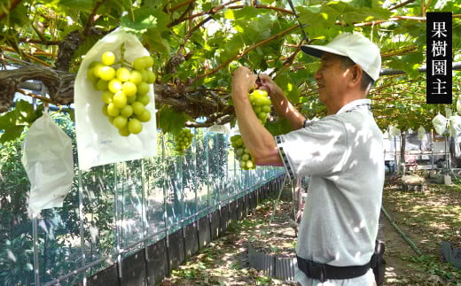 高級ぶどう（藤稔）・シャインマスカット 計2房セット 計1.2kg程《化粧箱入り》【2026年8月下旬～9月上旬発送予定】2種類 フルーツ くだもの ブドウ 大粒 良房 種なし ジャンボブドウ マスカット 旬 季節 冷蔵 国産 福岡県 北九州市