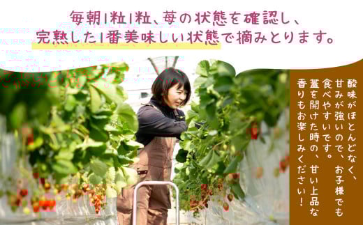 【定期便3回（2026年1･2･3月発送）】小倉の苺やさん「わがこいちご」 260g×2パック×3回 合計1560g以上 福岡県 いちご イチゴ 果物 旬 新鮮 朝摘み 完熟 フルーツ 冷蔵 国産 北九州市産