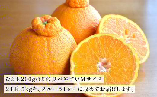 紫川デコ（不知火） Mサイズ 24玉入 計5kg程