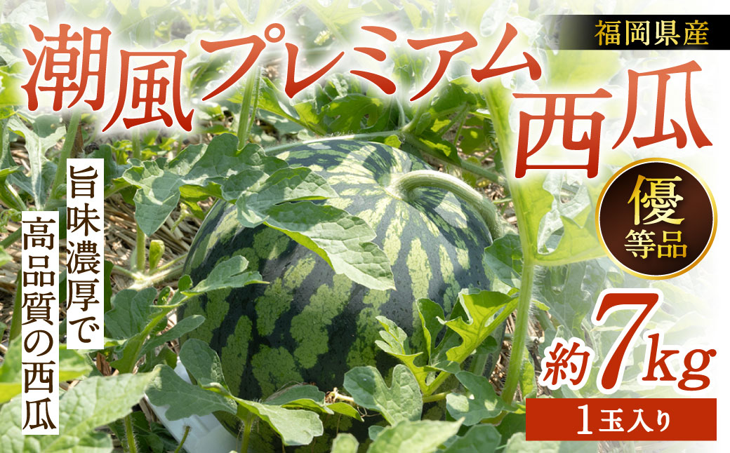 福岡県 北九州市 若松産 【優等品】 潮風プレミアム 西瓜 約7kg（1玉入り）【2026年7月下旬から8月上旬発送予定】すいか スイカ フルーツ 果物 くだもの