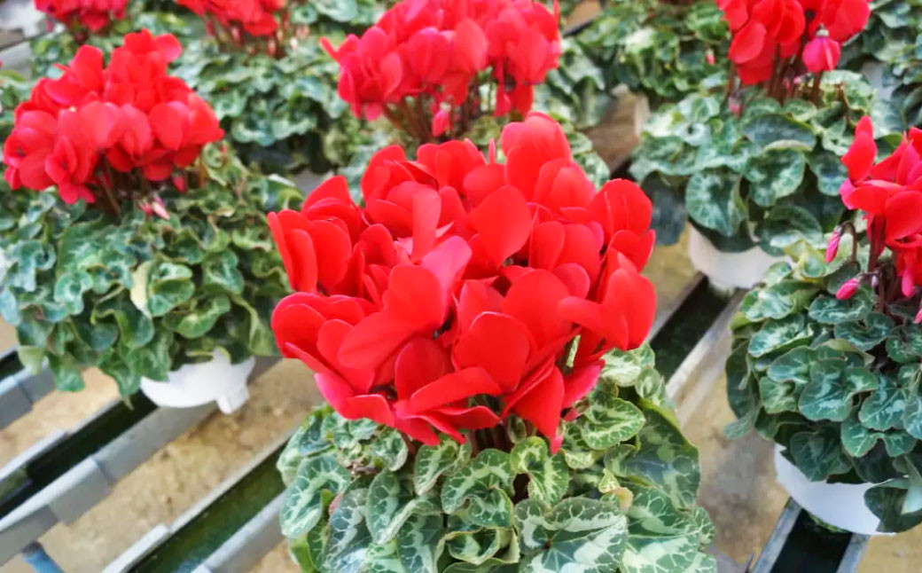 【2023年12月上旬より発送開始】シクラメン 生産者おすすめセレクト 6号鉢×1個