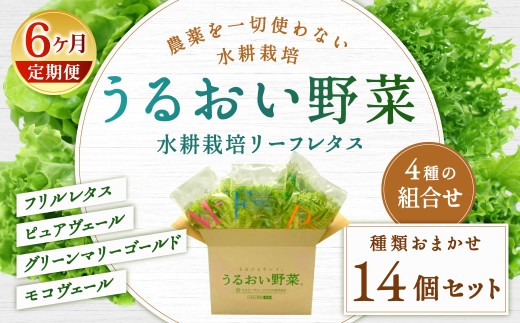【定期1ヶ月毎6回】水耕栽培 リーフレタス「うるおい野菜」14個セット