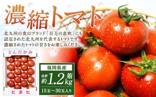 福岡県北九州市若松区産 若松濃縮トマト 1.2kg箱（15玉～30玉入り）