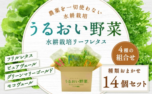 水耕栽培 リーフレタス「うるおい野菜」14個セット