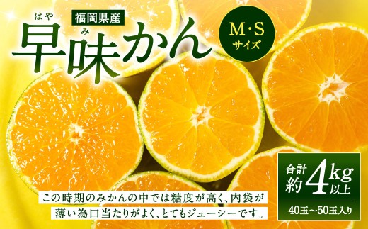 福岡県産 早味かん 約4kg以上 （40玉～50玉入り） M・Sサイズ