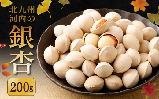 北九州河内の銀杏 200g