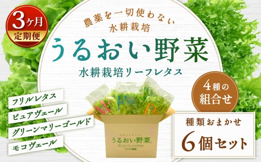 【定期1ヶ月毎3回】水耕栽培 リーフレタス「うるおい野菜」6個セット