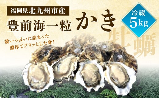 [配送不可地域あり][配達日時指定必須]産地直送! 生食 豊前海一粒かき(5kg) 江口商店 [限定30セット]牡蠣 生牡蠣 ブランド 一粒牡蠣 濃厚