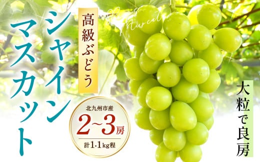 高級ぶどう・シャインマスカット2〜3房セット[化粧箱入り][2025年8月下旬〜2025年9月上旬発送予定]フルーツ 果物 ぶどう ブドウ マスカット 大粒 良房