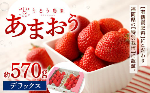 うるう農園 デラックス あまおう 2パック(約570g)[2025年1月下旬〜2025年3月下旬順次発送予定]いちご イチゴ 苺 フルーツ 果物 福岡県産