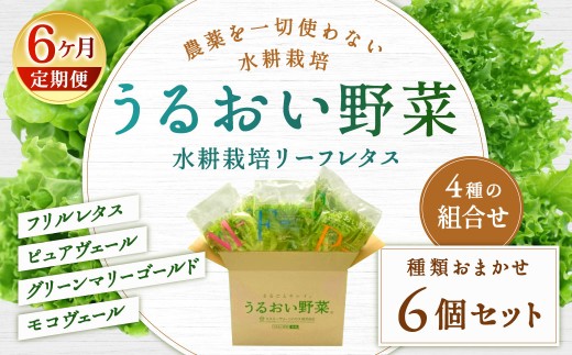 【定期1ヶ月毎6回】水耕栽培 リーフレタス「うるおい野菜」6個セット