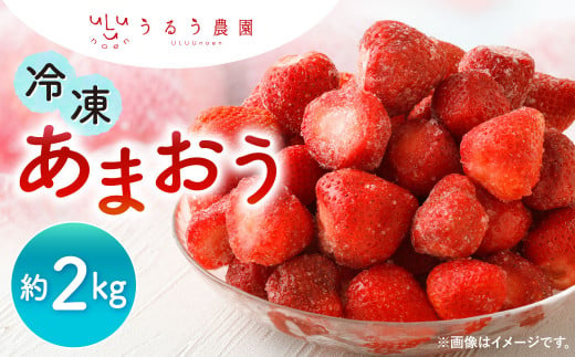 うるう農園 冷凍あまおう 約2kg[2025年1月下旬〜2025年3月上旬順次発送予定]あまおう いちご イチゴ 苺 フルーツ 果物 福岡県産