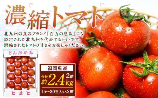 福岡県北九州市若松区産 若松濃縮トマト 約2.4kg 【1.2kg箱（15玉～30玉入り）×2箱】