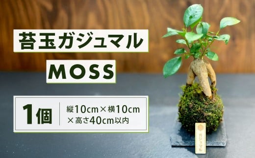 苔玉 ガジュマル -MOSS-