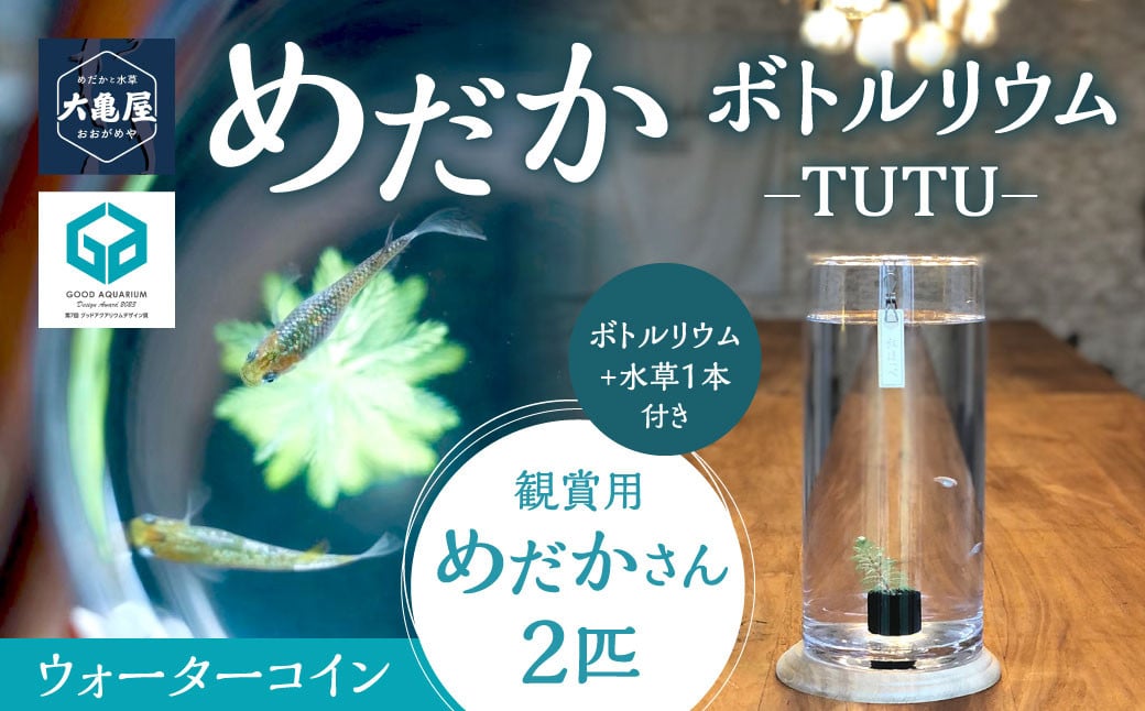 めだかボトルリウム-TUTU- [水草(ウォーターコイン)]