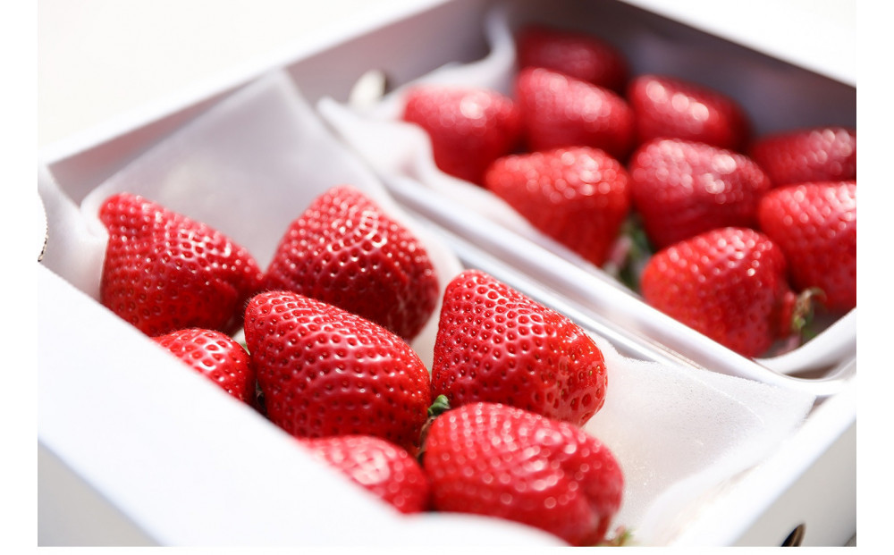 朝どり完熟あまおう2P　福岡市志賀島産