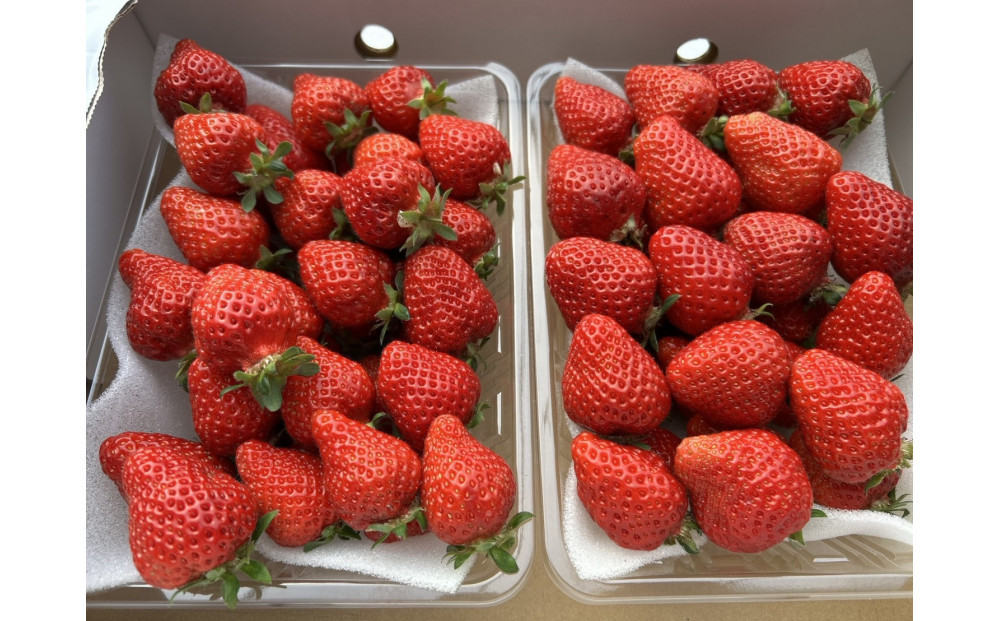 朝どり完熟あまおう盛り合わせ1000ｇ　福岡市志賀島産　