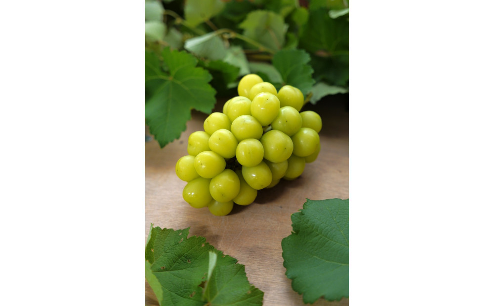 【2026年8月以降順次発送】福岡市産シャインマスカット【北海道・沖縄・離島配送不可】