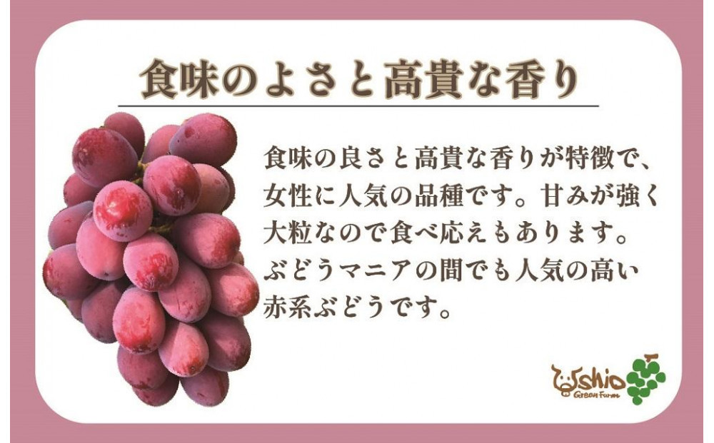 【2026年8月以降順次発送】福岡市産クイーンニーナ550g1房【北海道・沖縄・離島発送不可】