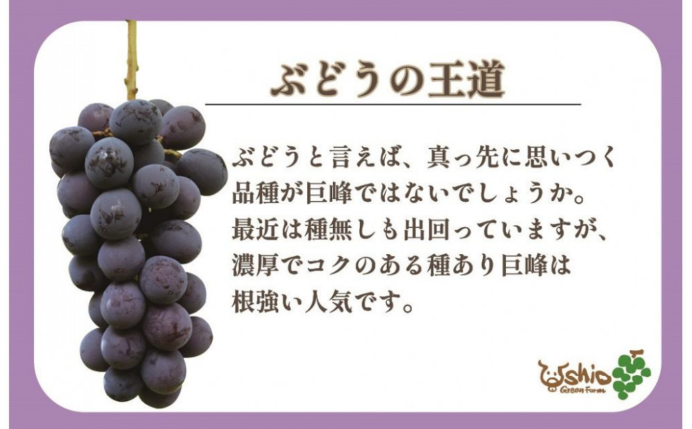 【2026年8月以降順次発送】福岡市産巨峰1300g3～4房【北海道・沖縄・離島発送不可】