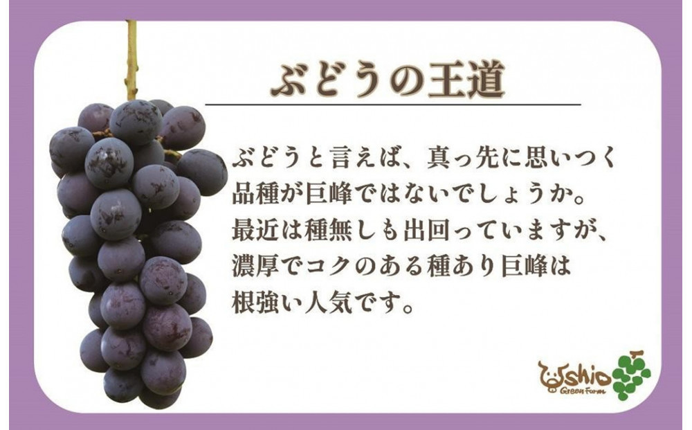 【2026年8月以降順次発送】福岡市産巨峰2000g   5房前後【北海道・沖縄・離島発送不可】
