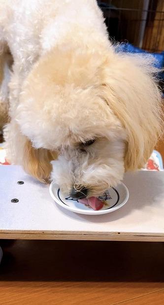 【福岡市】マンマミーア【冷凍】（お魚ベース1袋140g）10袋＜犬用＞