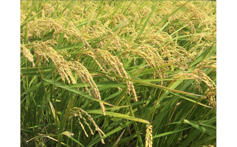 福岡限定のお米「夢つくし」5kg×1袋　令和7年産