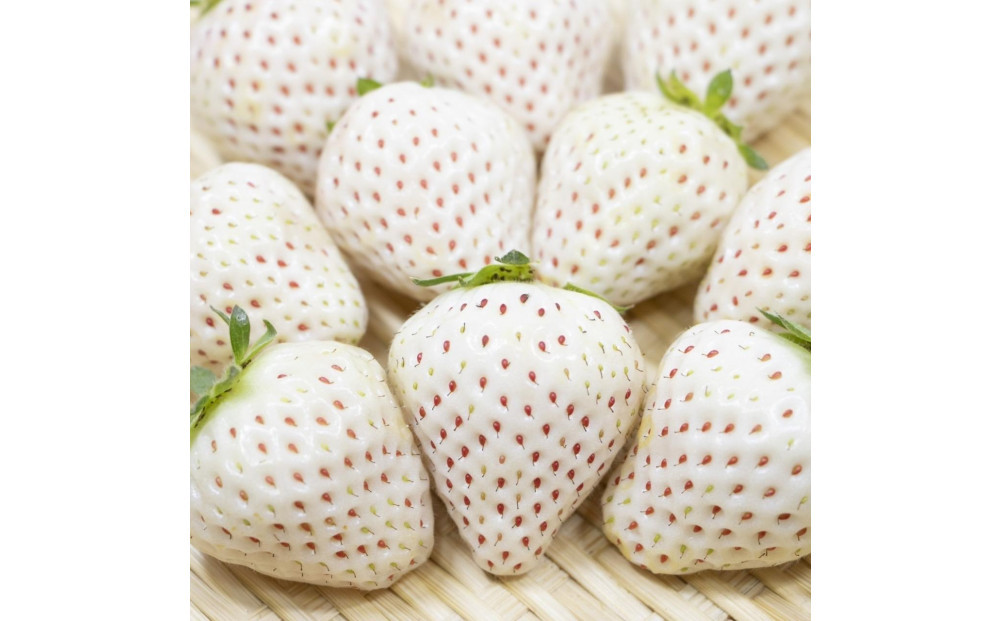 福岡県産完熟白いちご（エンジェルエイト）約270ｇ×4パック【2026年2月～発送】