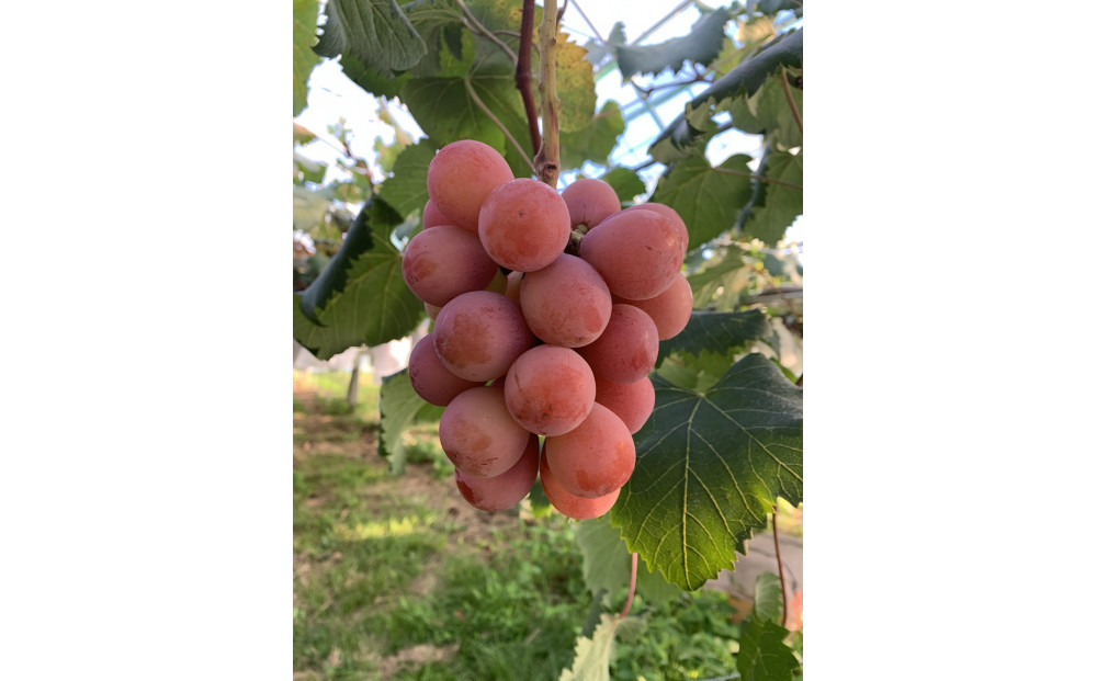 【2026年8月以降順次発送】福岡市産クイーンニーナ550g1房【北海道・沖縄・離島発送不可】