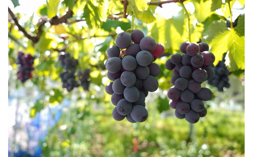 【2026年8月以降順次発送】福岡市産巨峰2000g   5房前後【北海道・沖縄・離島発送不可】