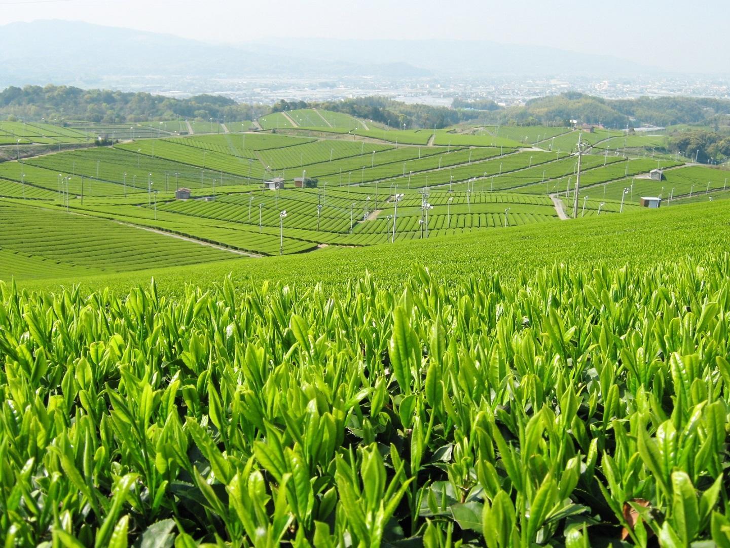 【博多大丸おすすめ品】福岡八女茶3本セット100g×3本