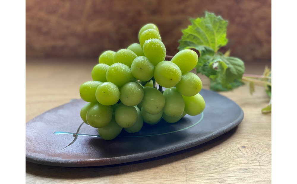 【2026年8月以降順次発送】福岡市産シャインマスカット【北海道・沖縄・離島配送不可】