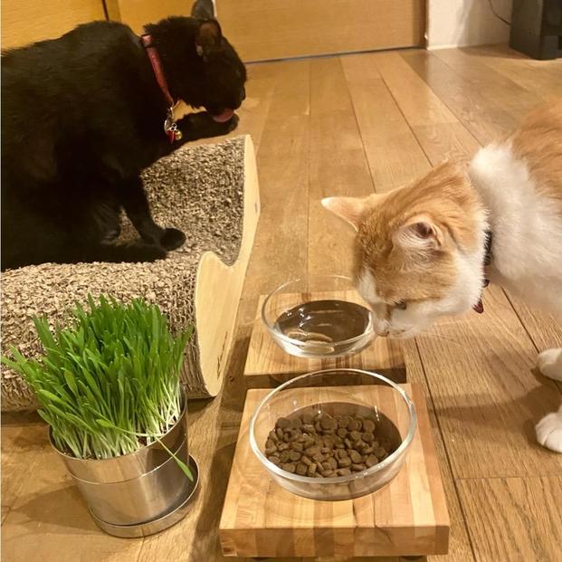 ペットフードテーブル　hole SS（福岡市内製造）（ガラスボウル付き）