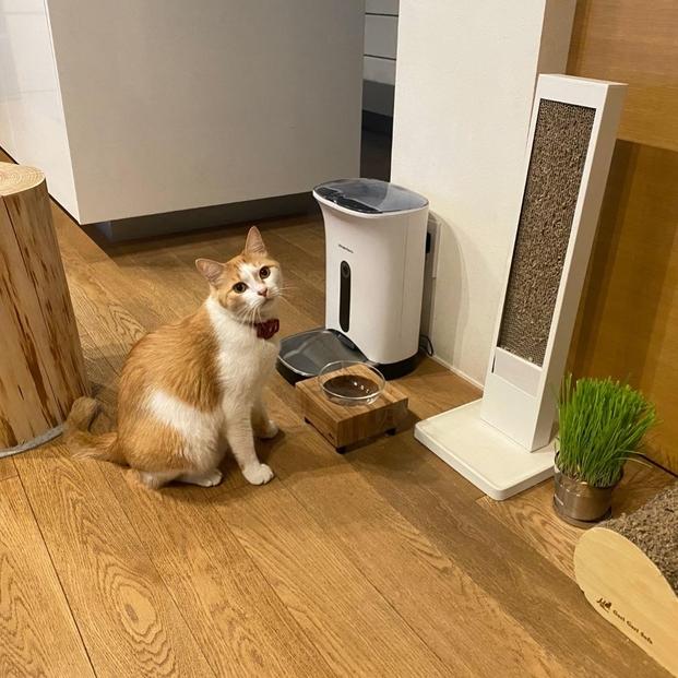 ペットフードテーブル　hole S（福岡市内製造）（ガラスボウル付き）