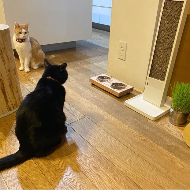 ペットフードテーブル　hole SS 2連（福岡市内製造）（ガラスボウル付き）